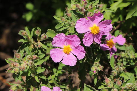 Kretische Zistrose - Cistus creticus