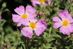 Kretische Zistrose - Cistus creticus