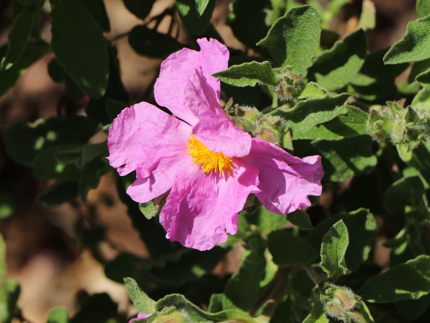 Kretische Zistrose - Cistus creticus