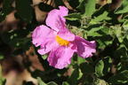 Kretische Zistrose - Cistus creticus