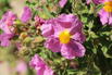Kretische Zistrose - Cistus creticus