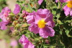 Kretische Zistrose - Cistus creticus
