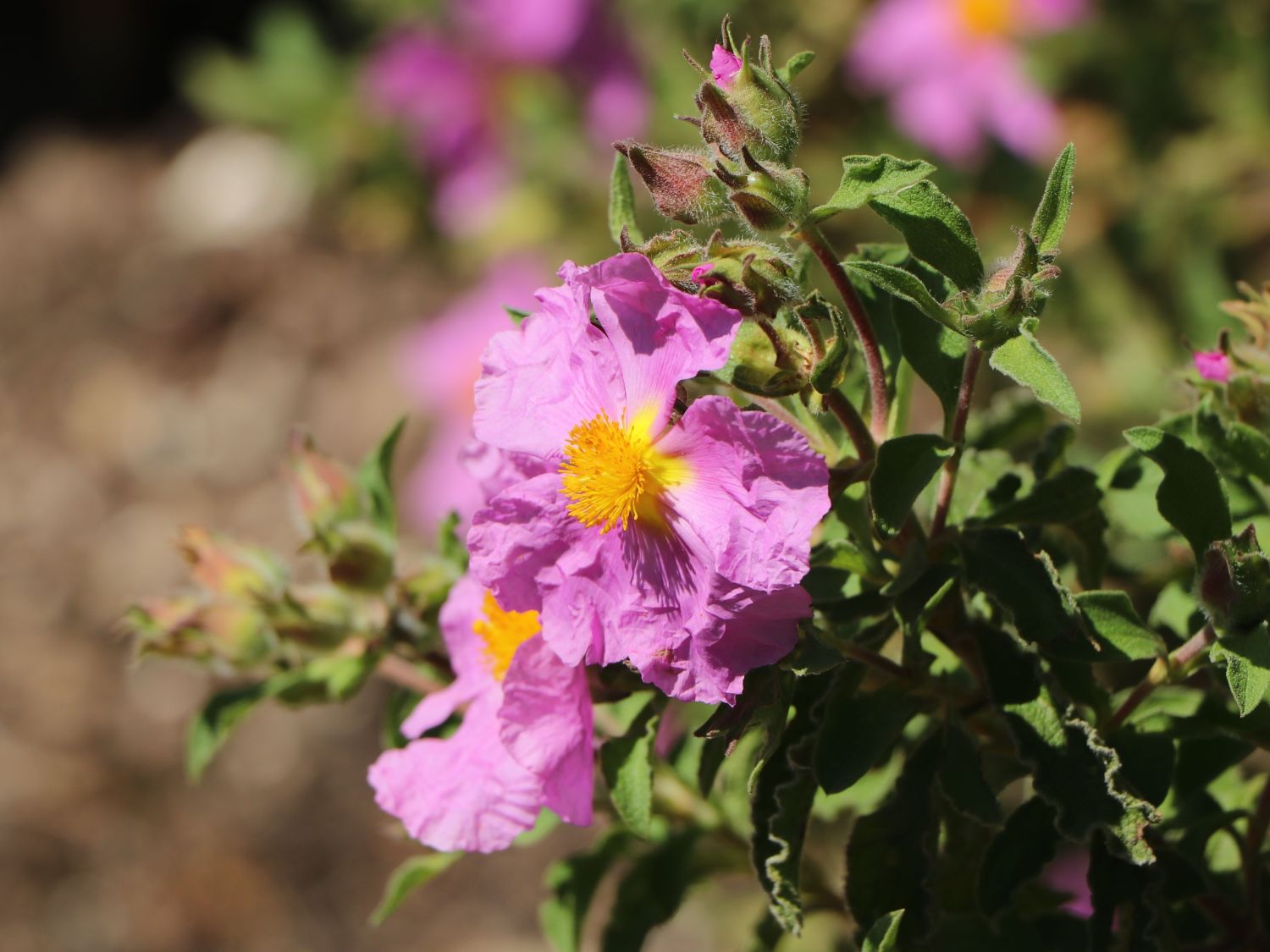 Kretische Zistrose - Cistus creticus