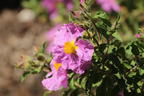 Kretische Zistrose - Cistus creticus