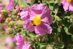 Kretische Zistrose - Cistus creticus