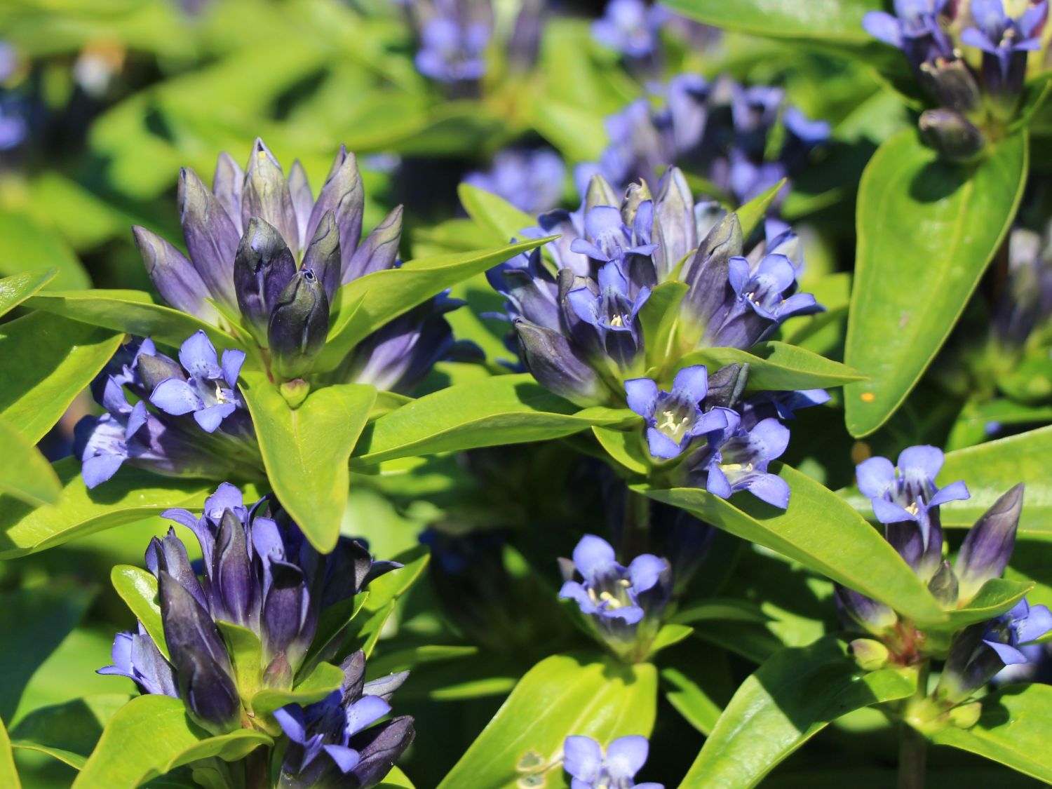Kreuz Enzian - Gentiana cruciata subsp. cruciata