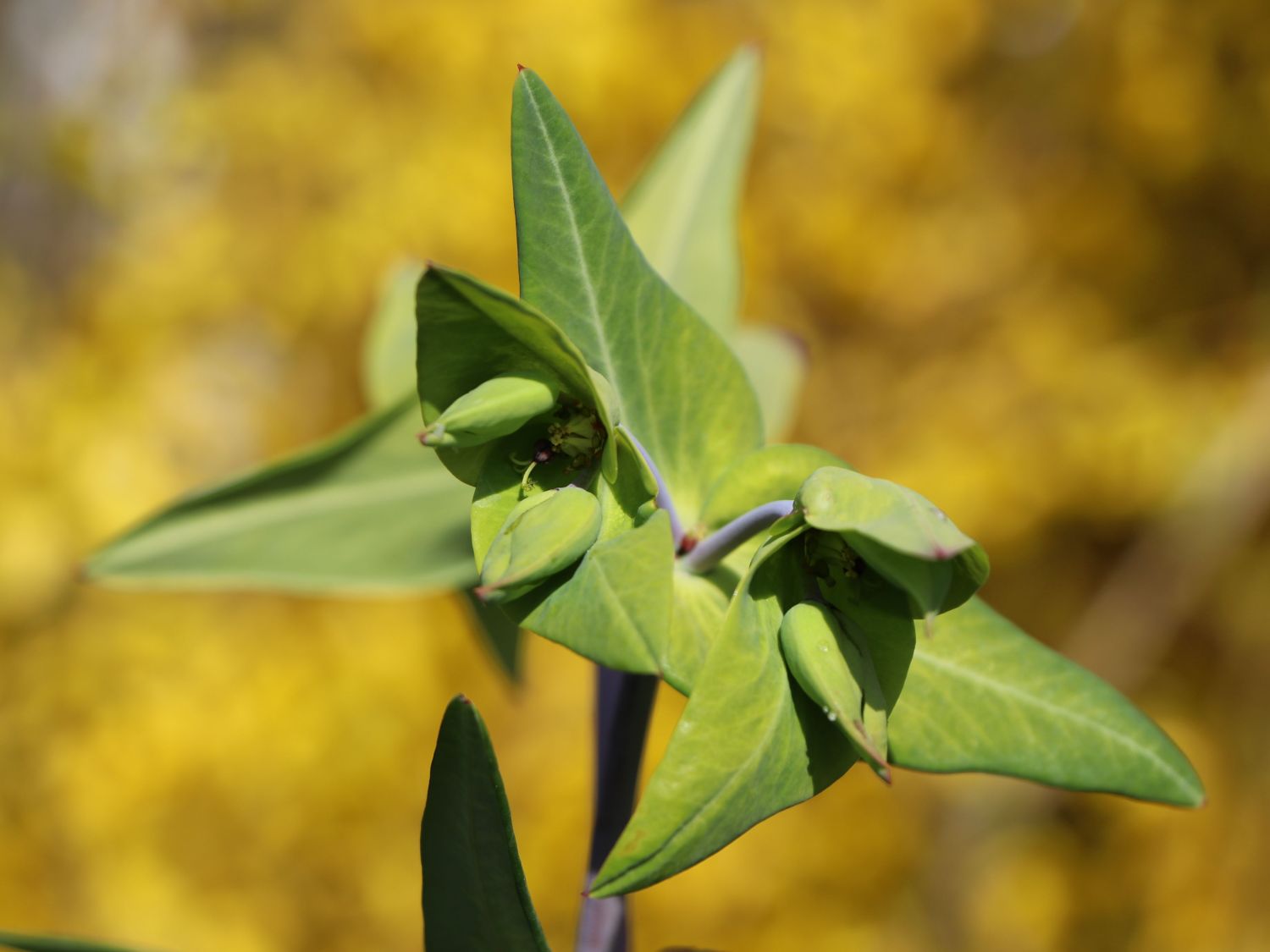 Kreuzblättrige Wolfsmilch - Euphorbia lathyris