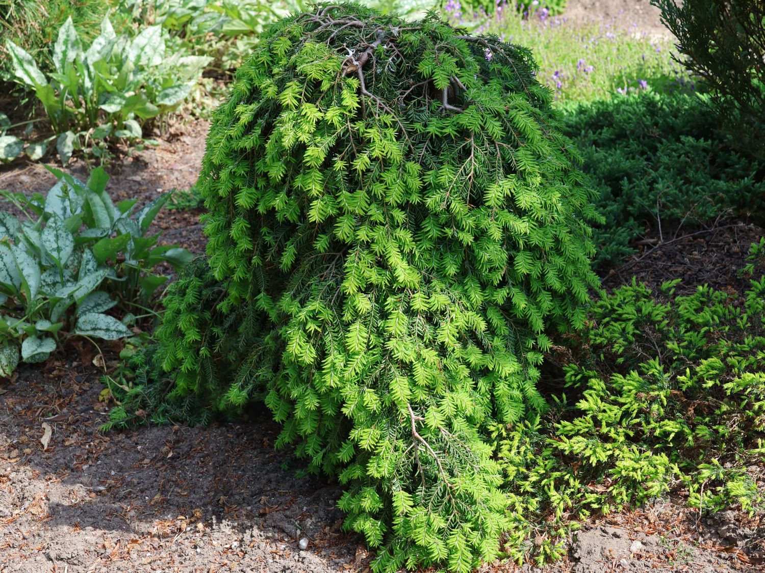 Kriech-Hemlocktanne 'Cole's Prostrate' - Tsuga canadensis 'Cole's Prostrate'