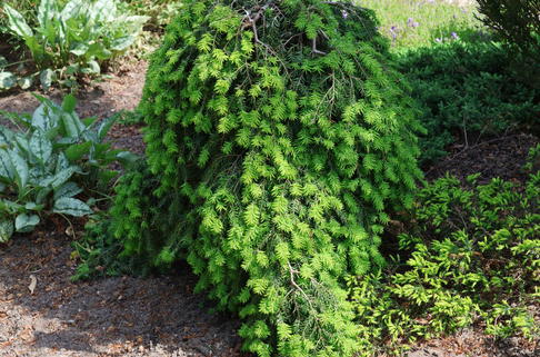 Kriech-Hemlocktanne 'Cole's Prostrate' - Tsuga canadensis 'Cole's Prostrate'