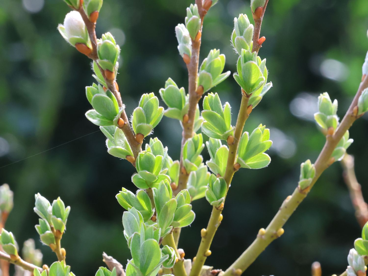 Kriech-Weide - Salix x tetrapla