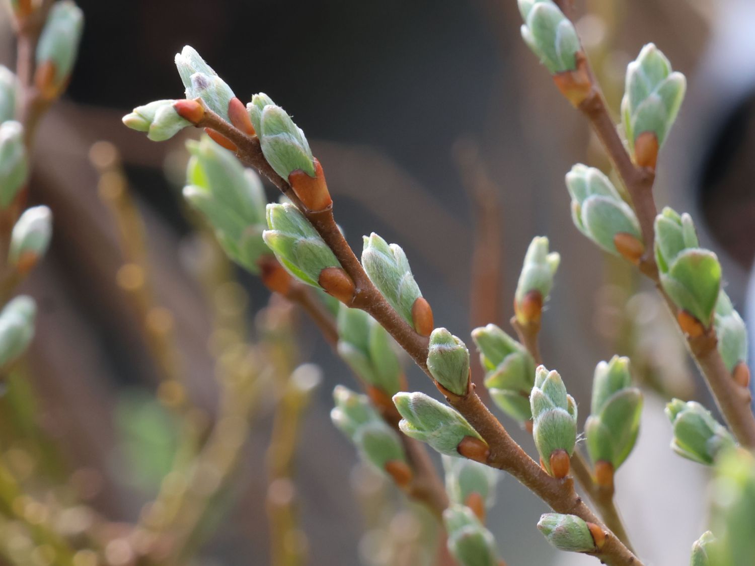 Kriech-Weide - Salix x tetrapla