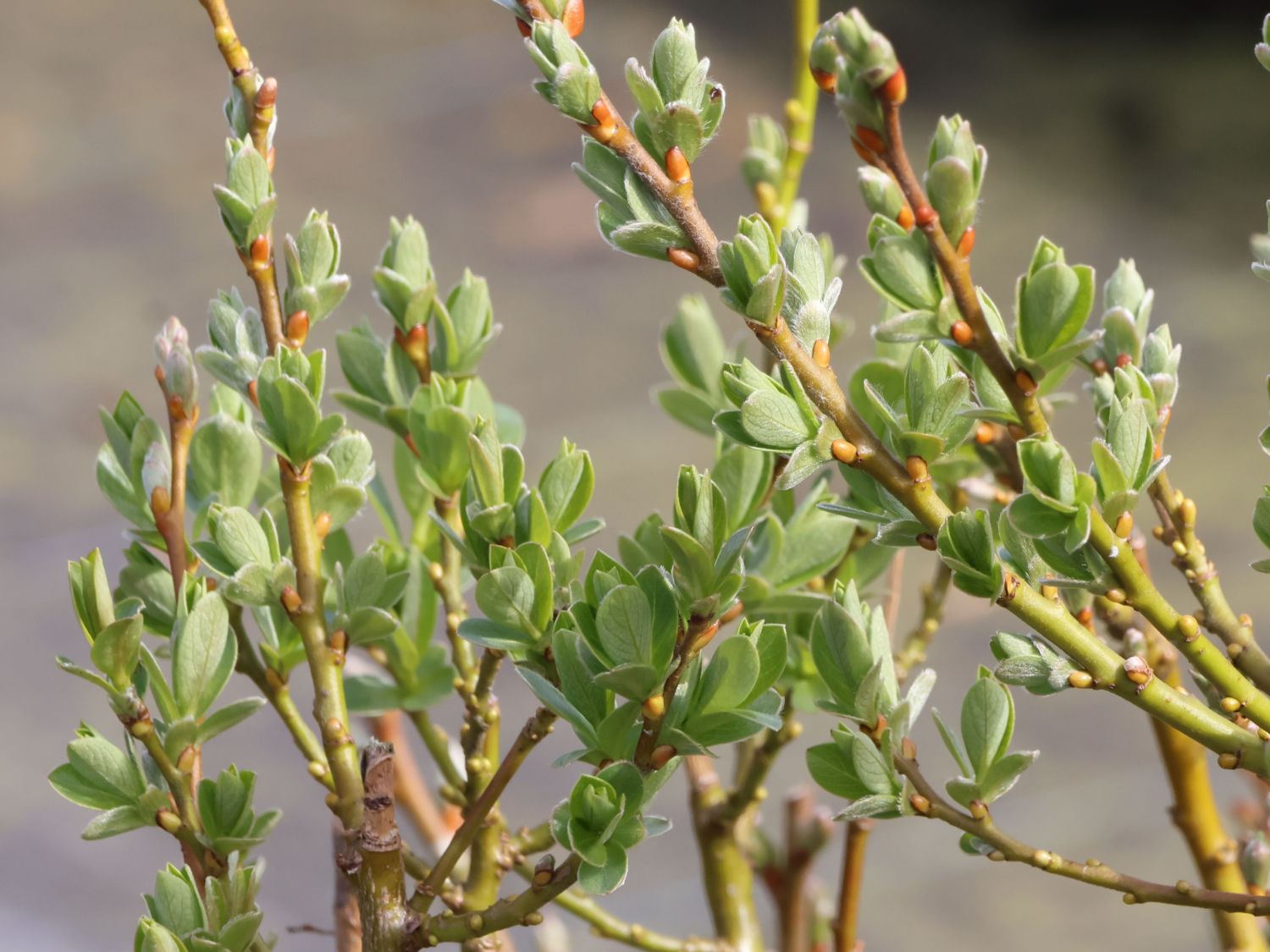 Kriech-Weide - Salix x tetrapla