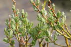 Kriech-Weide - Salix x tetrapla
