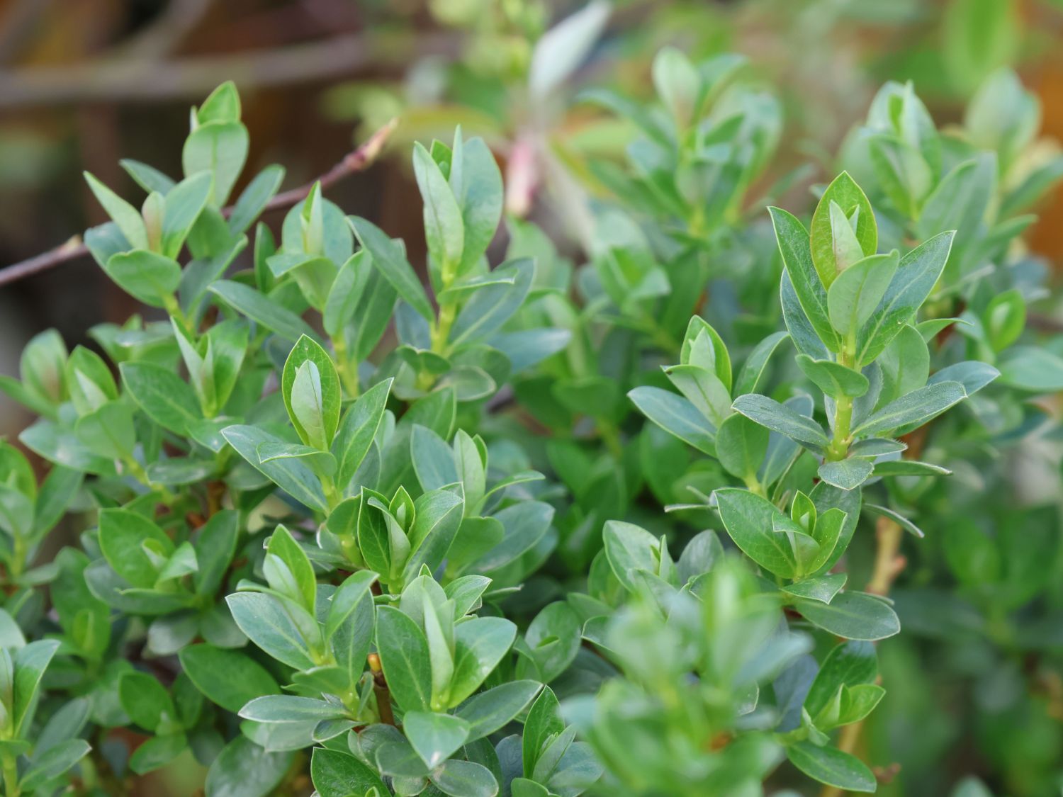 Kriech-Weide - Salix x tetrapla