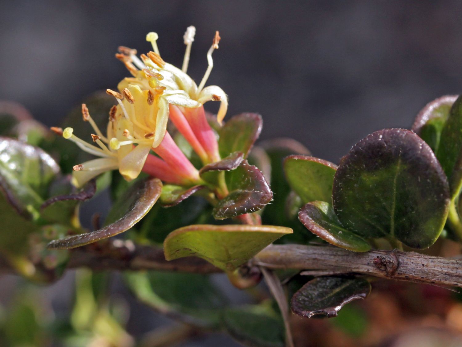 Kriechende Heckenkirsche 'Little Honey'