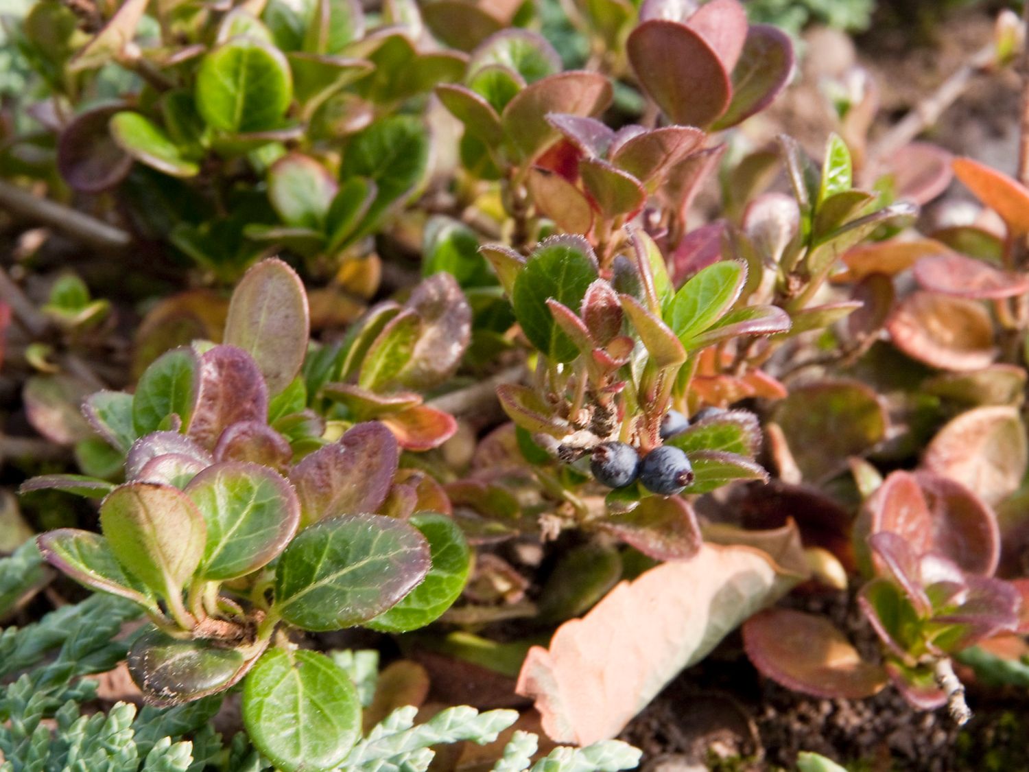 Kriechende Heckenkirsche 'Little Honey' - Lonicera crassifolia 'Little Honey'