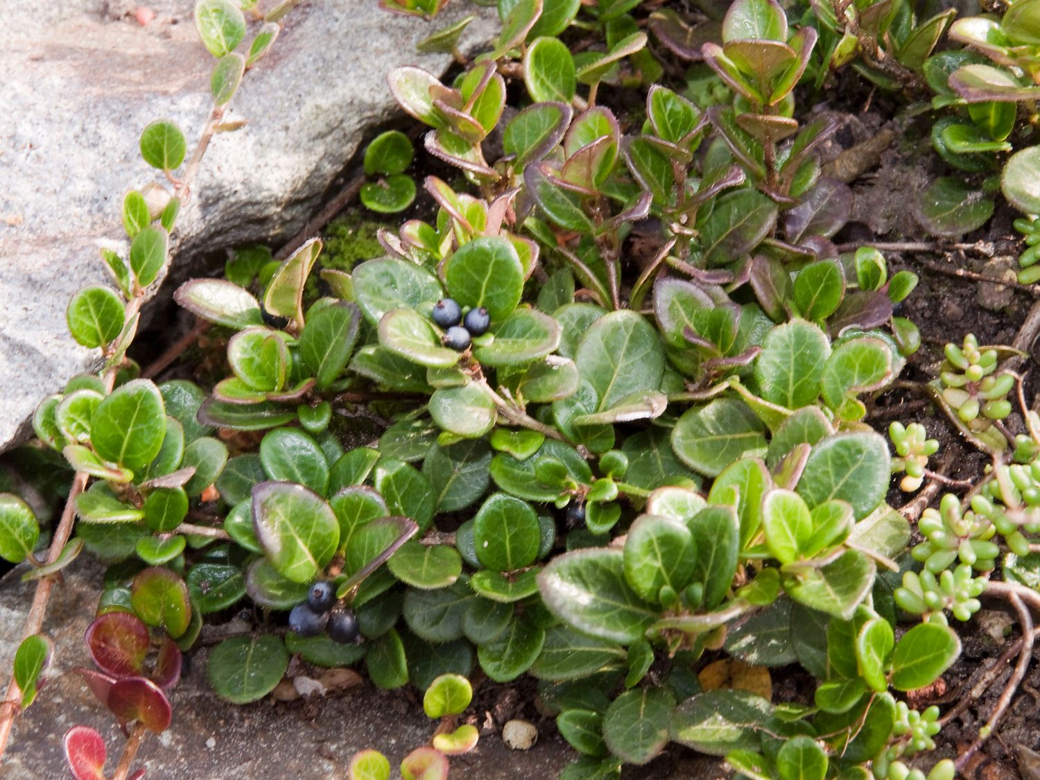 Kriechende Heckenkirsche 'Little Honey' - Lonicera crassifolia 'Little Honey'