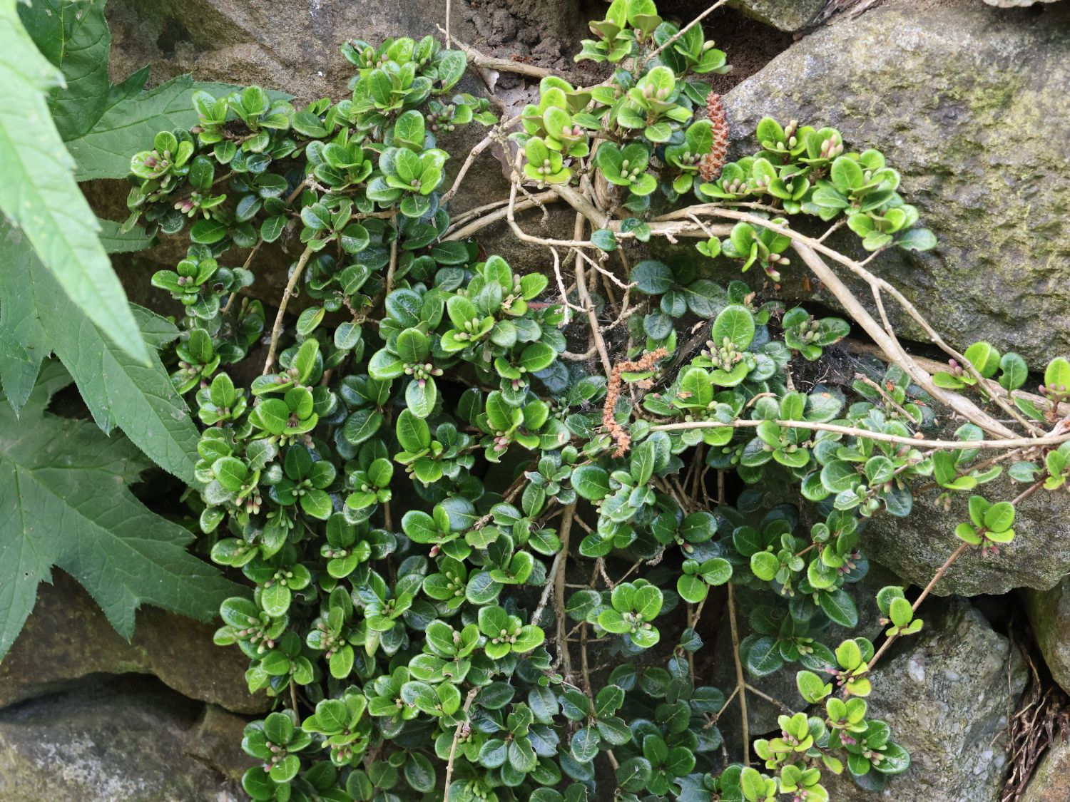 Kriechende Heckenkirsche 'Little Honey' - Lonicera crassifolia 'Little Honey'