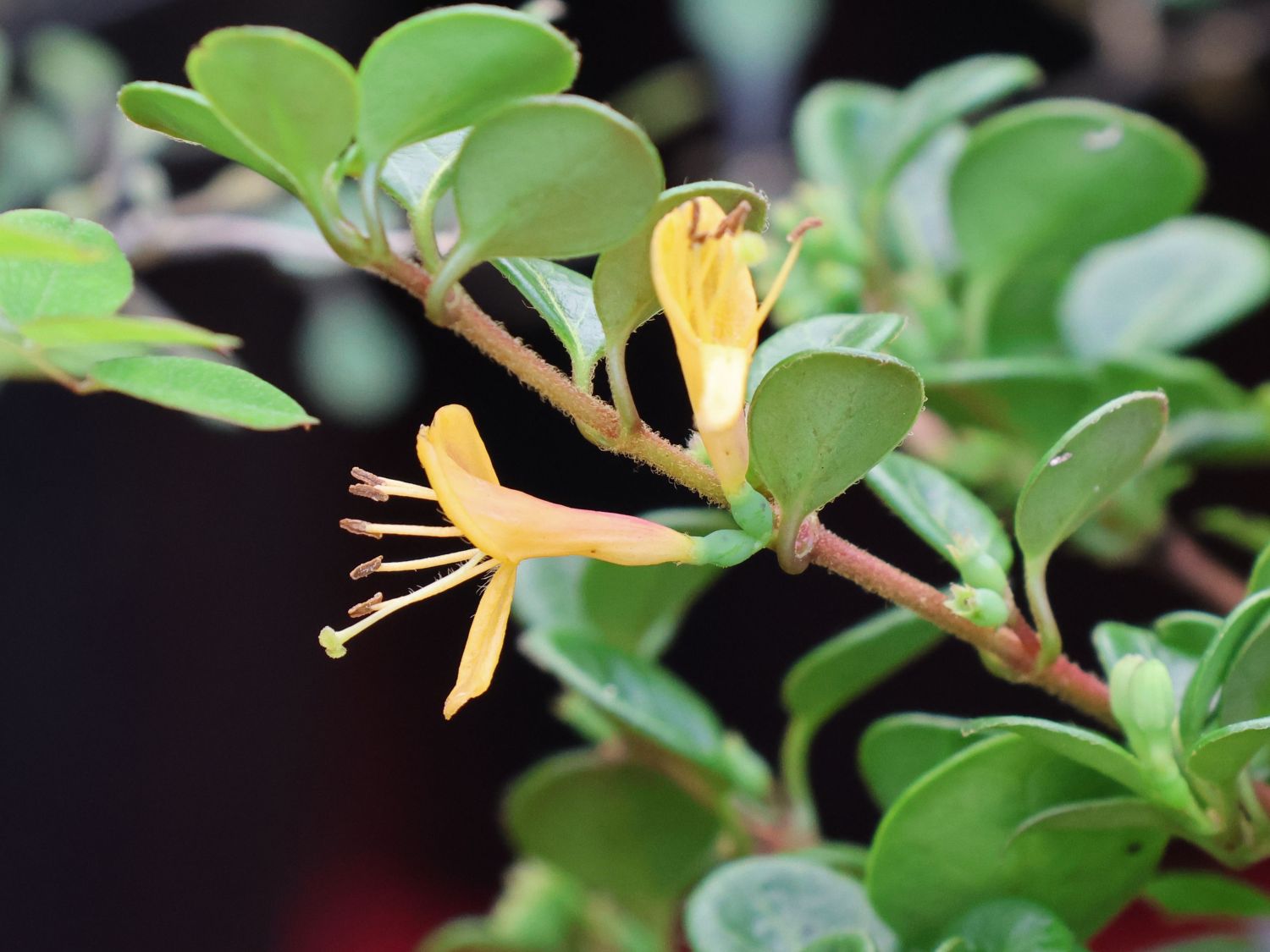 Kriechende Heckenkirsche 'Little Honey' - Lonicera crassifolia 'Little Honey'