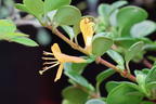 Kriechende Heckenkirsche 'Little Honey' - Lonicera crassifolia 'Little Honey'