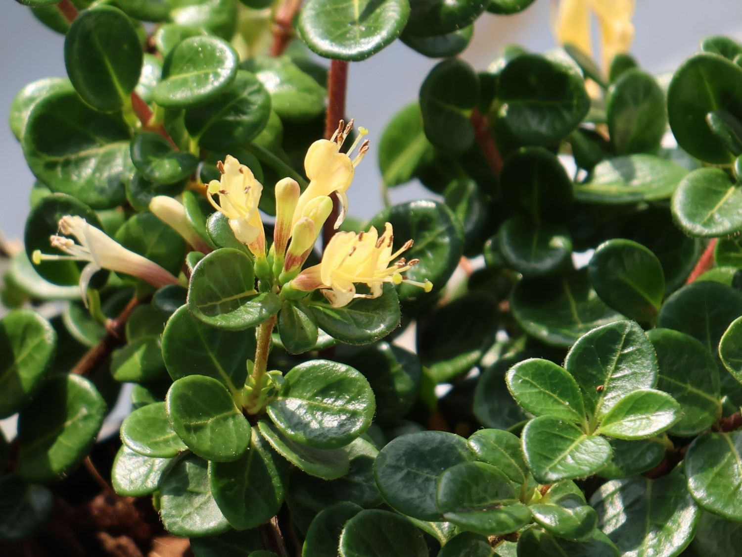 Kriechende Heckenkirsche 'Little Honey' - Lonicera crassifolia 'Little Honey'