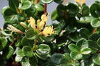 Kriechende Heckenkirsche 'Little Honey' - Lonicera crassifolia 'Little Honey'