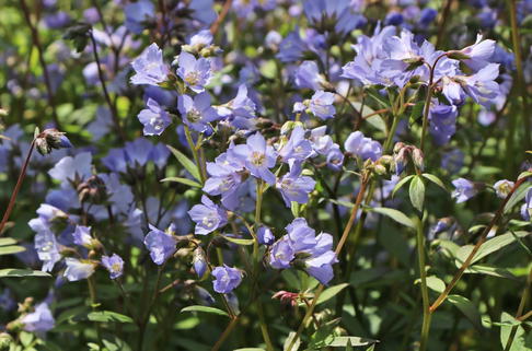 Kriechende Jakobsleiter - Polemonium reptans