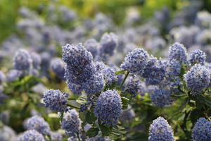 Kriechende Säckelblume