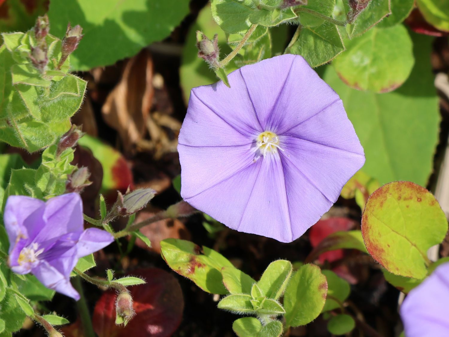 Kriechende Winde - Convolvulus sabatius