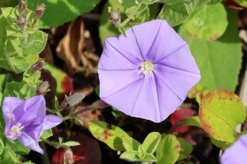 Kriechende Winde - Convolvulus sabatius