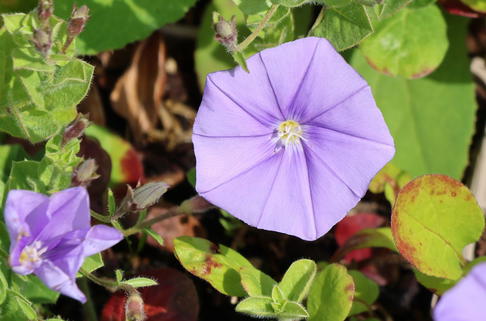 Kriechende Winde - Convolvulus sabatius