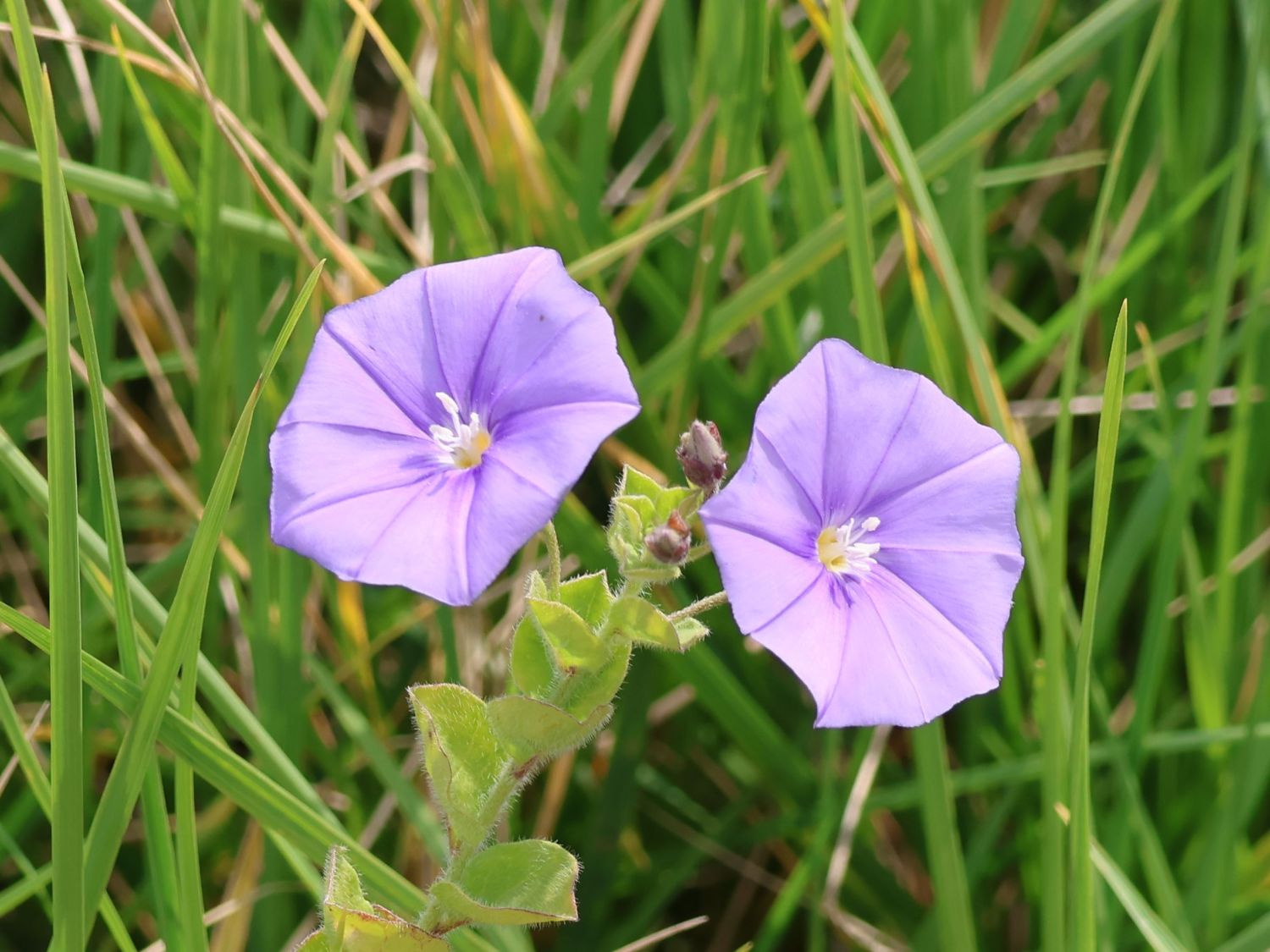 Kriechende Winde - Convolvulus sabatius