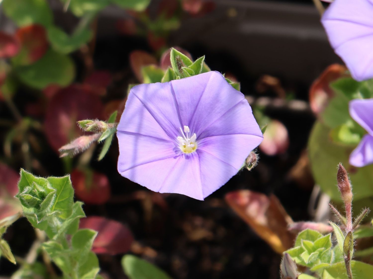 Kriechende Winde - Convolvulus sabatius
