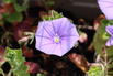 Kriechende Winde - Convolvulus sabatius