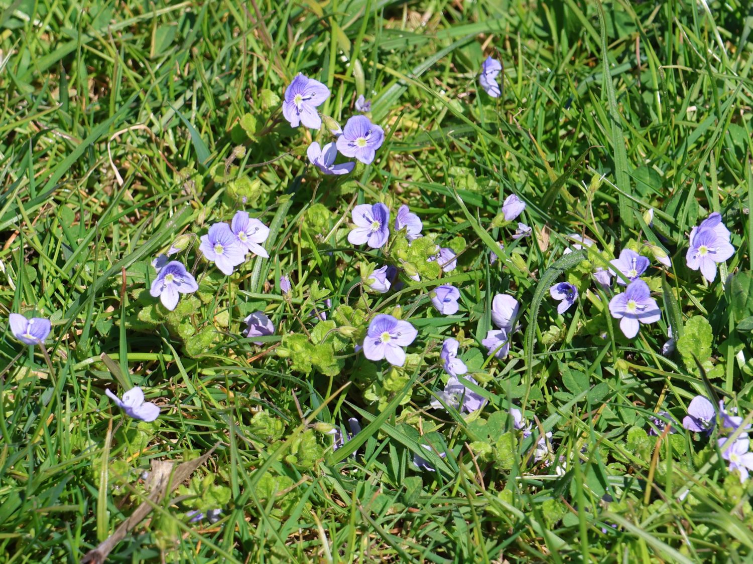 Kriechender Ehrenpreis