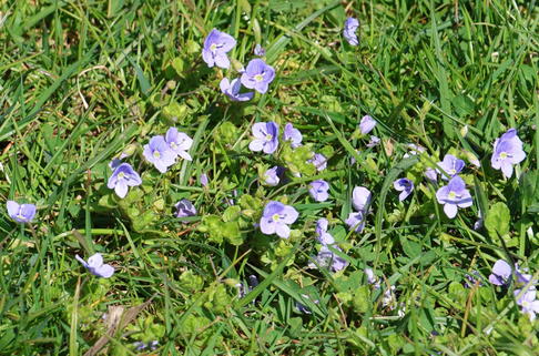 Kriechender Ehrenpreis - Veronica repens