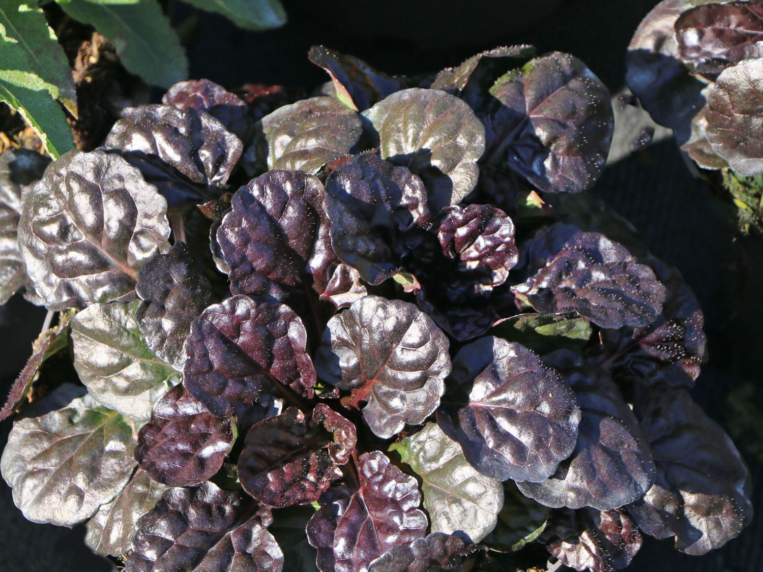 Kriechender Günsel 'Black Scallop' - Ajuga reptans 'Black Scallop'