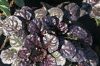 Kriechender Günsel 'Black Scallop' - Ajuga reptans 'Black Scallop'
