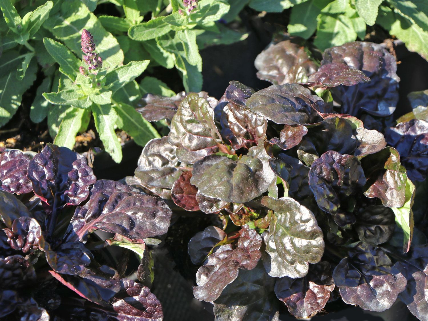 Kriechender Günsel 'Black Scallop' - Ajuga reptans 'Black Scallop'
