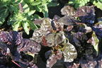 Kriechender Günsel 'Black Scallop' - Ajuga reptans 'Black Scallop'