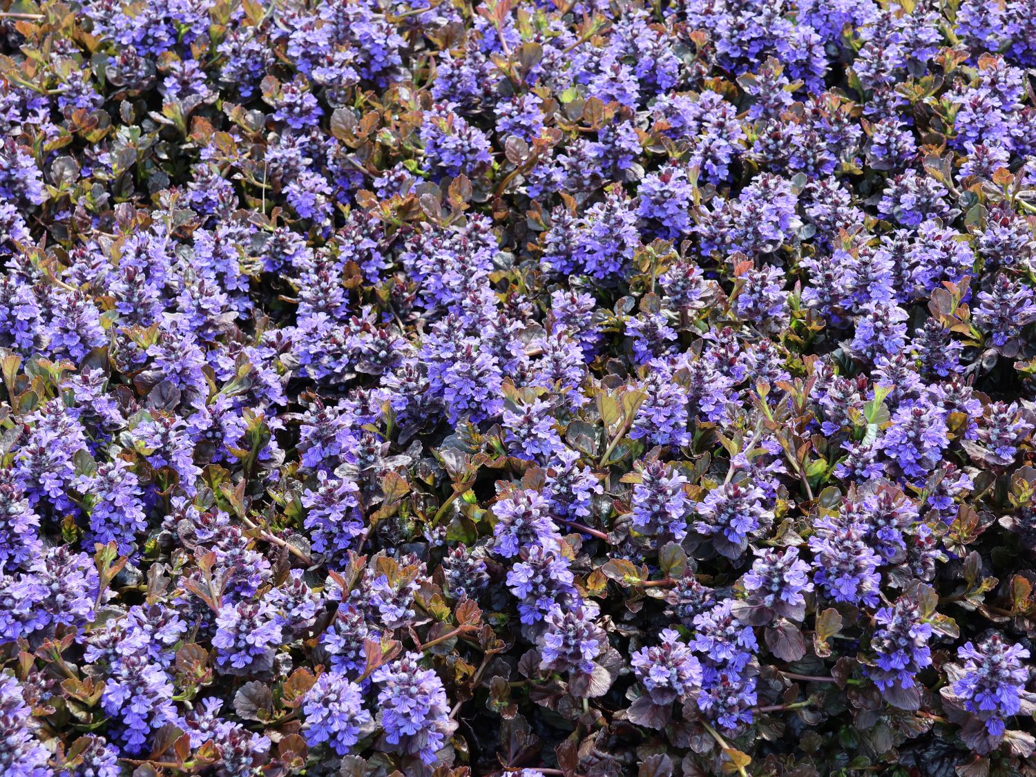 Kriechender Günsel 'Black Scallop' - Ajuga reptans 'Black Scallop'