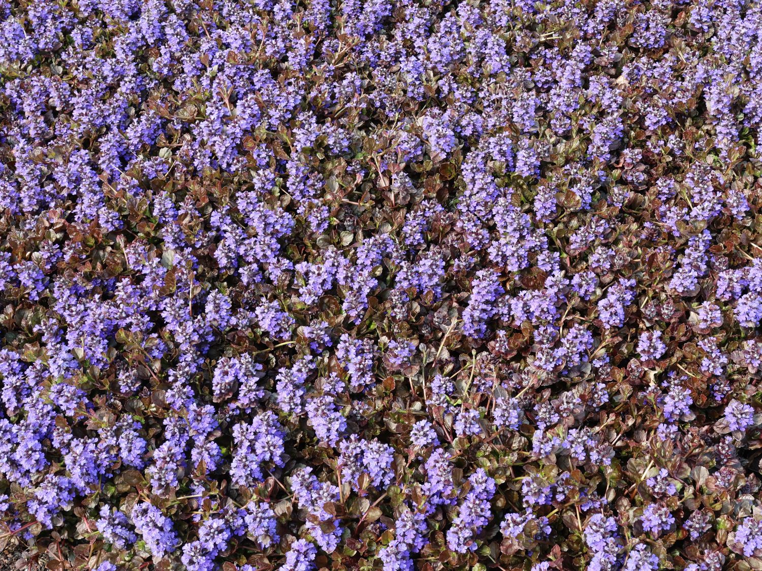 Kriechender Günsel 'Black Scallop' - Ajuga reptans 'Black Scallop'