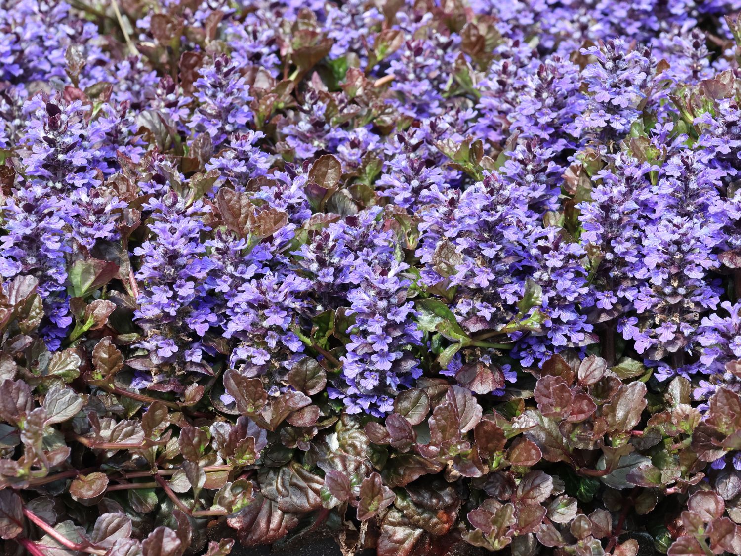 Kriechender Günsel 'Black Scallop' - Ajuga reptans 'Black Scallop'