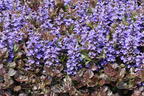Kriechender Günsel 'Black Scallop' - Ajuga reptans 'Black Scallop'