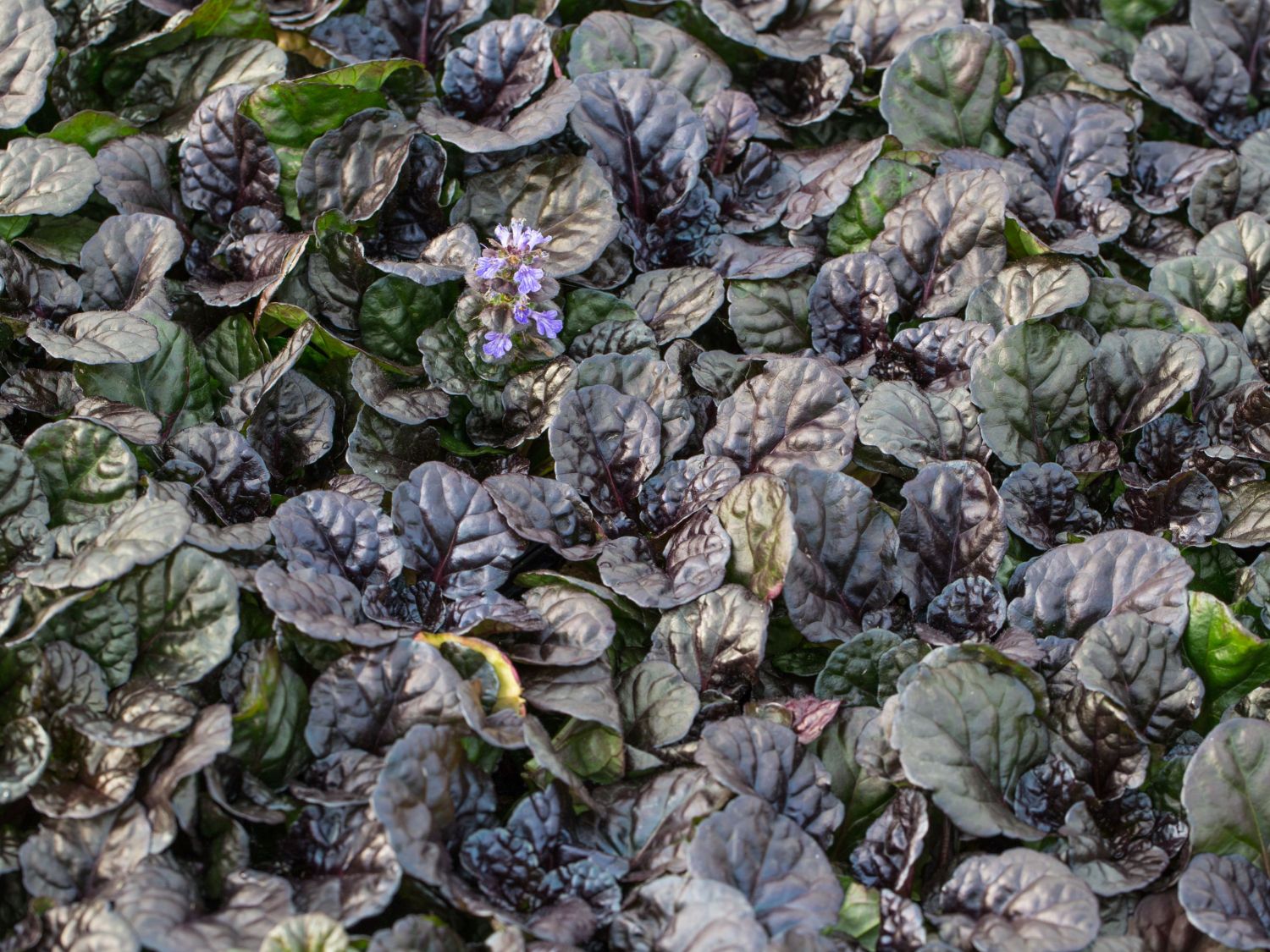 Kriechender Günsel 'Black Scallop' - Ajuga reptans 'Black Scallop'
