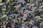 Kriechender Günsel 'Black Scallop' - Ajuga reptans 'Black Scallop'