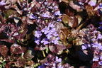 Kriechender Günsel 'Black Scallop' - Ajuga reptans 'Black Scallop'