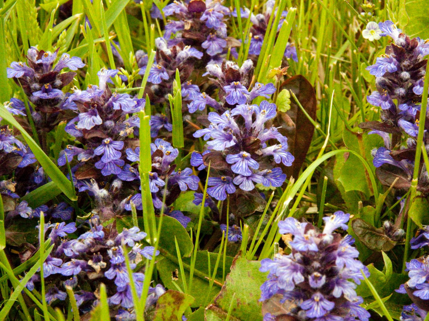 Günsel (Ajuga)