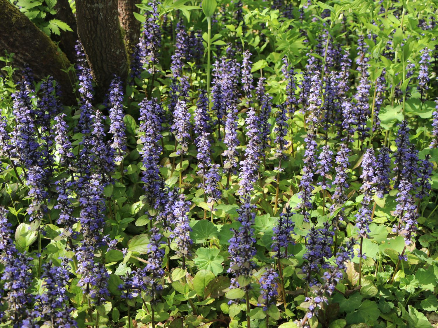 Kriechender Günsel (Ajuga reptans) bestes StaudenWissen