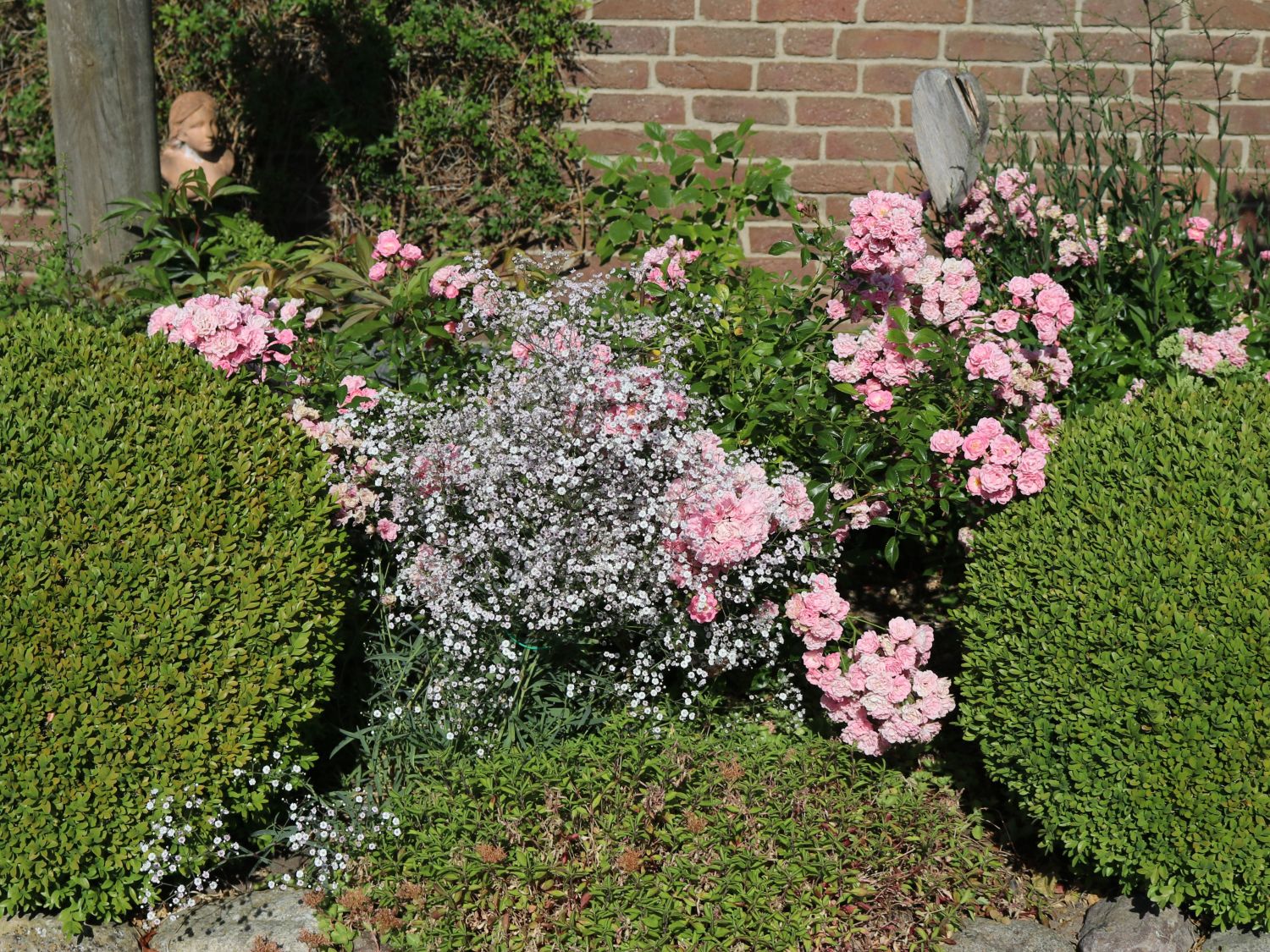 Kriechendes Garten Schleierkraut 'Compacta Plena'